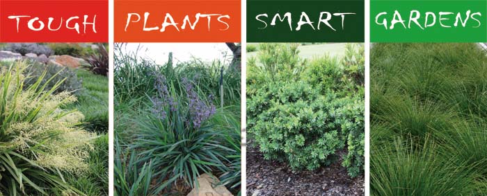 Drought Tolerant Plants